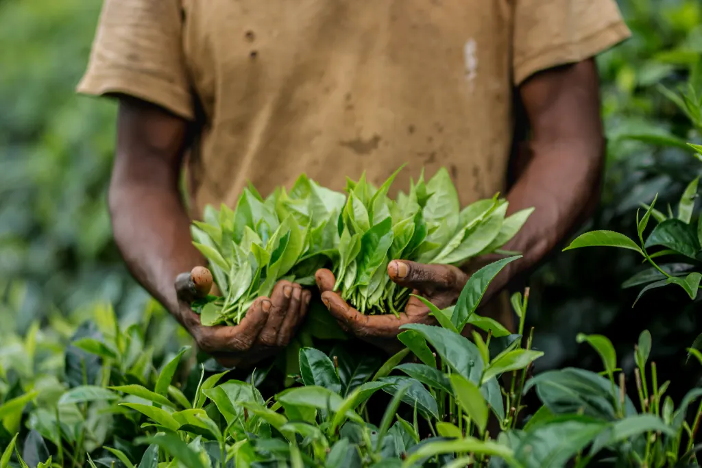 Precision Harvesting — hand-plucking two leaves and a bud at dawn