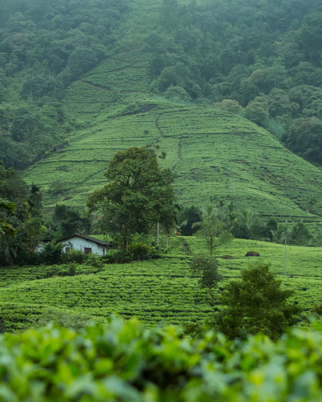 Shakyan Tea Valley plantation Matugama Sri Lanka